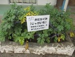 ７月５日.JPG