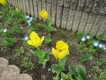 ６年４月６日 (23).JPG