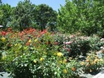 ６年５月１４日 (10).JPG