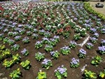 ６年５月１４日 (7).JPG