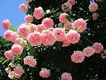 ６年５月１４日 (9).JPG
