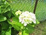 ６年６月６日 (18).JPG