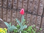７年４月２日 (2).JPG