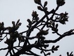 ７年４月２日 (4).JPG