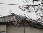 ７年４月２日 (5).JPG