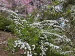 ７年４月７日 (14).JPG