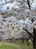 ７年４月７日 (15).JPG