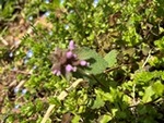 ７年４月７日 (5).JPG