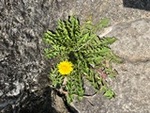 ７年４月７日 (7).JPG