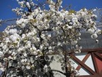 ７年４月９日 (9).JPG