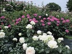 ７年５月２２日 (13).JPG
