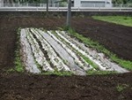 ７年６月１３日 (6).JPG