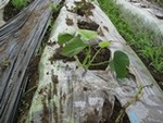 ７年６月１３日 (8).JPG