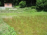 ７年６月２３日 (7).JPG