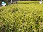 ７年１０月１日 (4).JPG