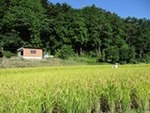 ７年１０月１７日 (1).JPG